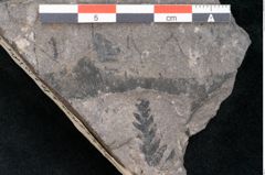 Foto (Detailansicht) von Dicksonia pterioides Ettingshausen (NHMW-GEO-2024-0188-10208)